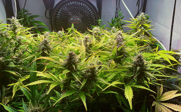 Critical Kush Auto перед харветом Кусты каннабиса с пожелтевшими шишками