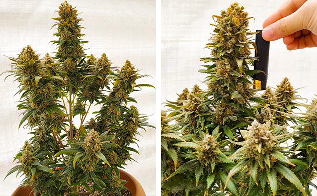 Время харвеста Куст на завершающей стадии выращивания