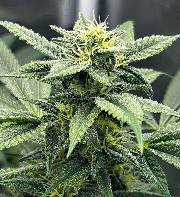 Трихомы и смола на соцветиях 12 неделя сорта RS11 x Banana OG от Barney's Farm