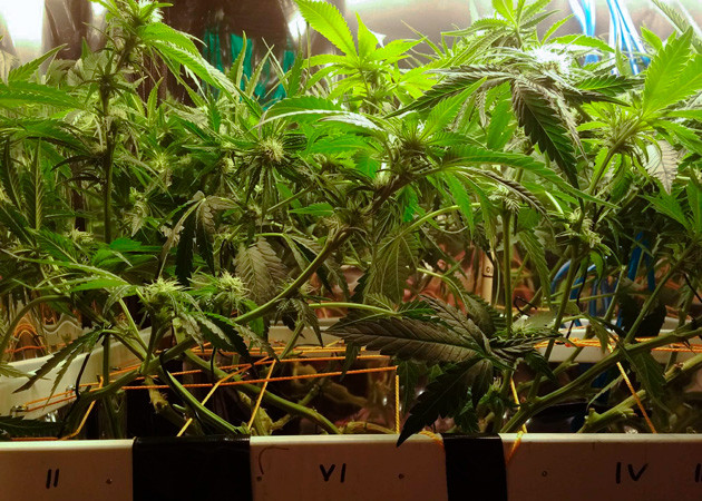 15 неделя выращивания Куст конопли ростом 43 см