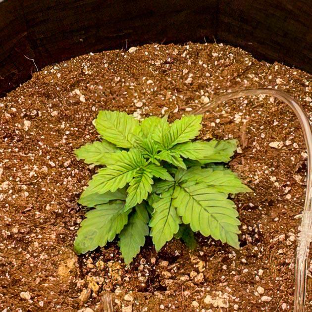 Коррекция полива при замедленном росте каннабиса Вегетирующий куст каннабиса в условиях низкой влажности