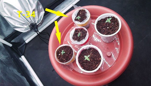Проращивание семян конопли 5 ростков конопли