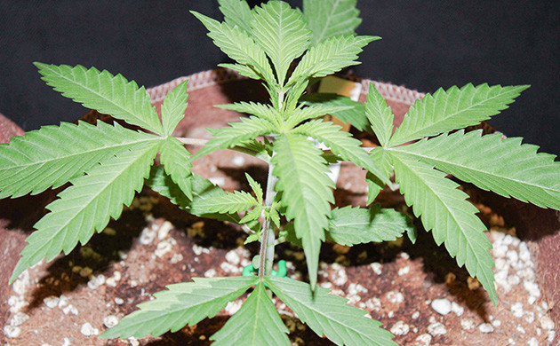 Гроурепорт сорта Shiskaberry Shiskaberry дневник по выращиванию