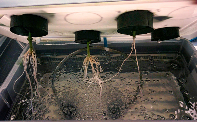 Выращивание клонов конопли Корни клонов конопли