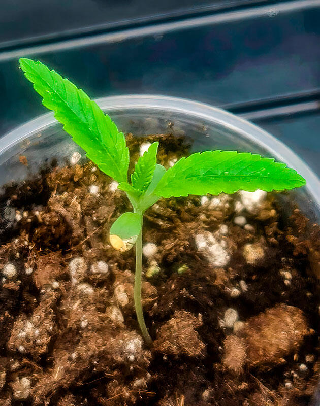 Контроль света и полива на ранней стадии роста Вторая неделя вегетации: формирование первых настоящих листьев