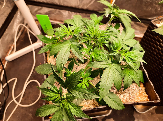 Выращивание ташкент авто Куст конопли Tashkenti Auto на 3 неделе выращивания