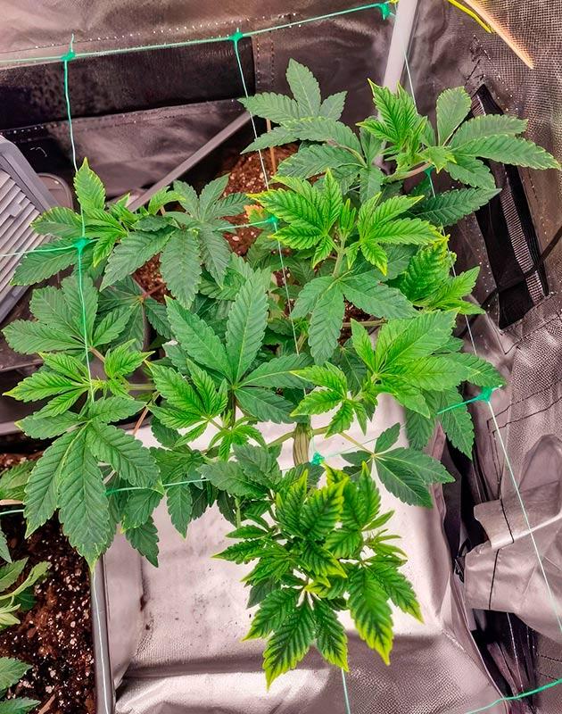 Установка сетки ScrOG и LST-тренировка Кусты Poddy Mouth на 5 неделе выращивания