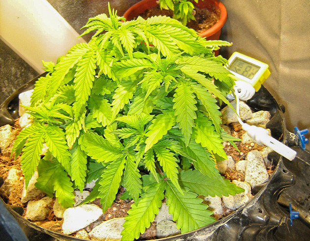 Набор зеленой массы Здоровый восстановившийся куст