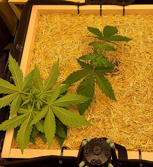 Проведение топпинга конопли Куст Gorilla Glue #4 от Blimburn Seeds на 4 неделе