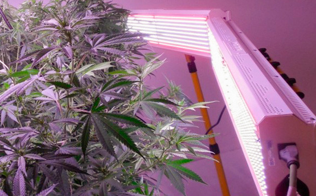 Техника, при которой свет располагается по сторонам от кустов каннабиса Боковое освещение марихуаны