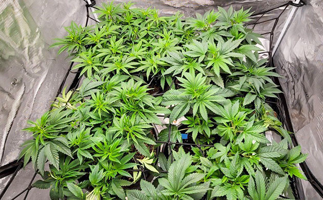 Стресс от избытка освещения Кусты на 6 неделе выращивания