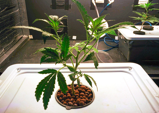 Топпинг конопли Топпинг на 23 день выращивания