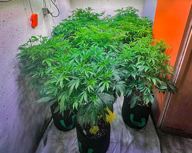 Полив каннабиса 6 неделя роста марихуаны