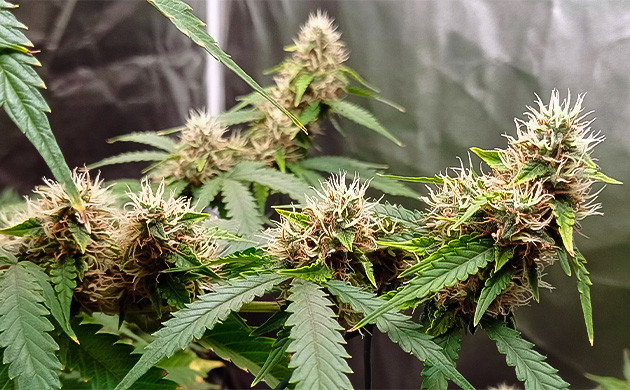 Цветение куста White Widow Auto Куст White Widow Auto на цветении