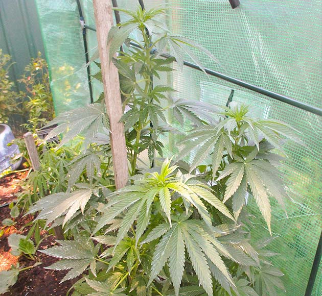 Перевод на цветение куста Pineapple Chunk Стимуляция цветения куста Pineapple Chunk