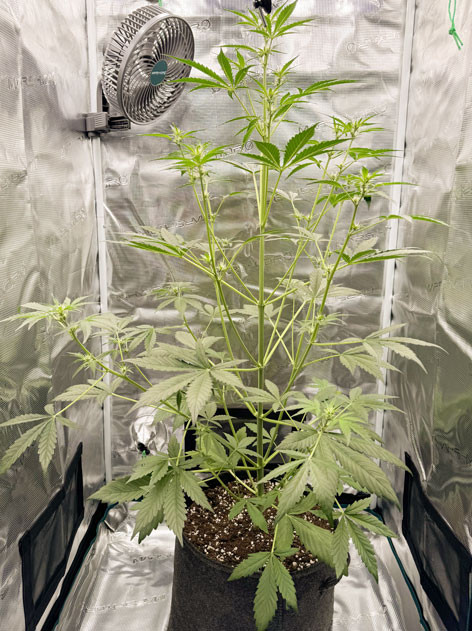 Обустройство палатки для выращивания Новая палатка: опыт выращивания CBD Lemon Auto