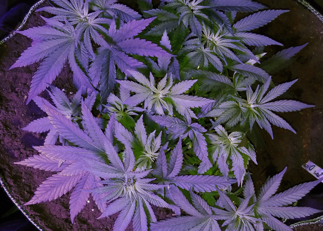 Куст каннабиса Amherst Sour Diesel под LED 3000k от Timber Grow Использование LED 3000k от Timber Grow на 6 неделе выращивания