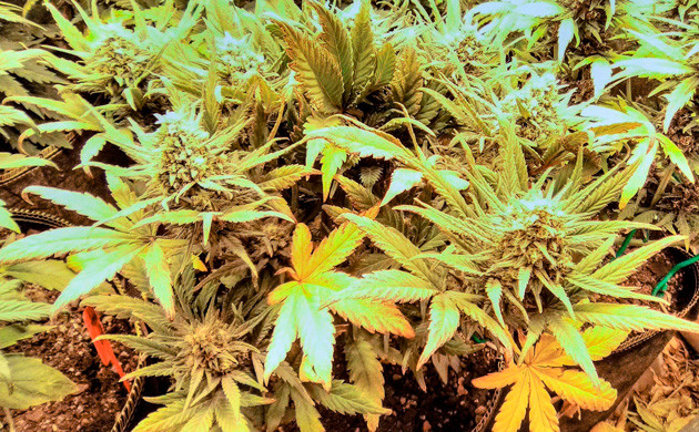 Восстановление кустов после дефицита кальция Кусты после избытка УФ света