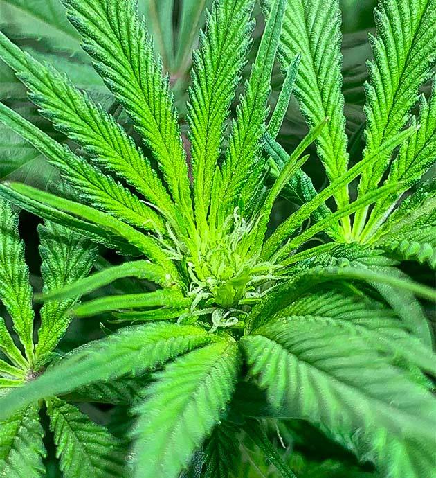Дефолиация конопли Марихуана ростом 40 см