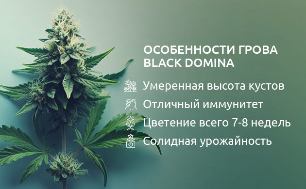 Условия выращивания сорта конопли Black Domina Особенности грова