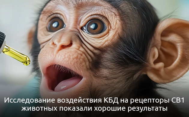 Применение канабиса при мышечной дистрофии Исследование воздействия КБД на рецепторы CB1