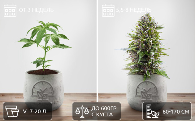 Развитие фотопериодных сортов конопли Цикл жизни фотопериодных сортов конопли