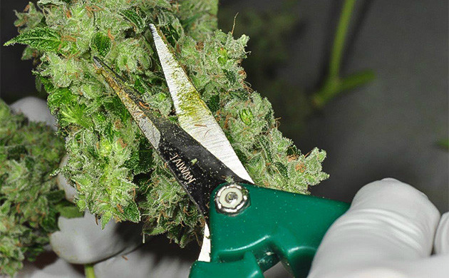 Тримминг бутонов попкорна Обработка попокорновых шишек