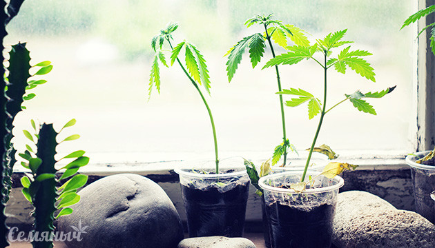 Секреты выращивания каннабиса на подоконнике Конопля на подоконнике