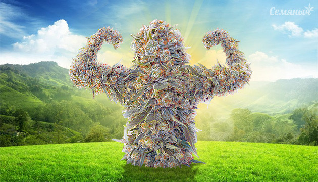 Мощные сорта марихуаны для открытого грунта Самые мощные сорта для аутдора 2020