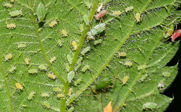 Нападение тли на плантацию Тля на нижней части листа конопли