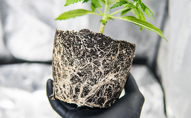 Пучок корней в маленьком пространстве Запутанные корни в грунте