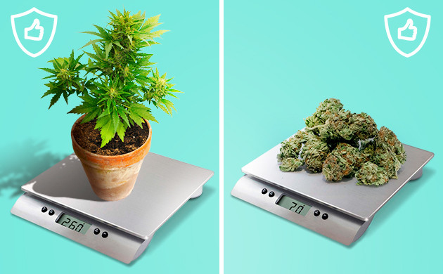 Сколько грамм каннабиса разрешено выращивать и хранить в Грузии Куст конопли и шишки