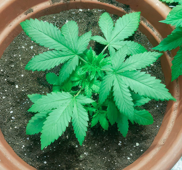 4 неделя роста каннабиса Godzilla Original Glue GG#4 (Godzilla Glue #4) ростом 30 см