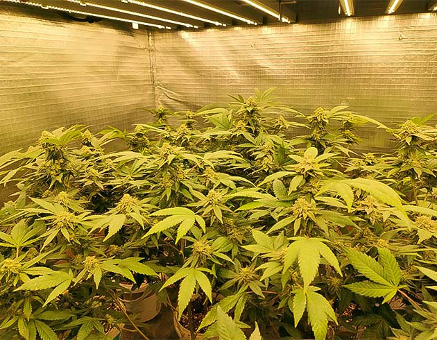 Финальная фаза роста Увеличение полива для Godzilla Glue #4