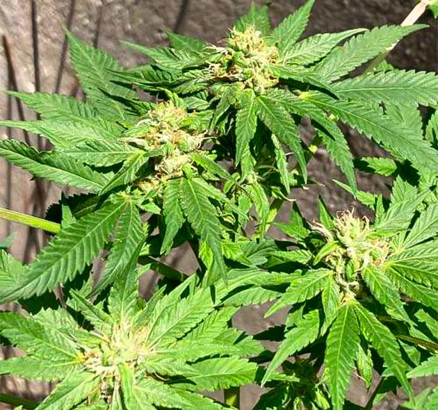 Смоляной покров и сладко-пряные ноты цветения 10 неделя роста конопли