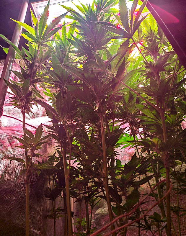 Куст Sensi Star на цветении Цветение куста Sensi Star