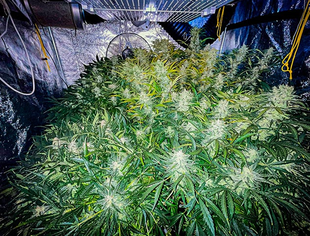 Подготовка к харвесту Auto Cinderella Jack Подготовка к харвесту конопли Auto Cinderella Jack