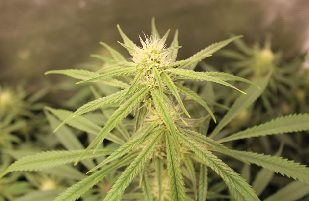 Формирование соцветий шикабери Развитие шишек куста конопли