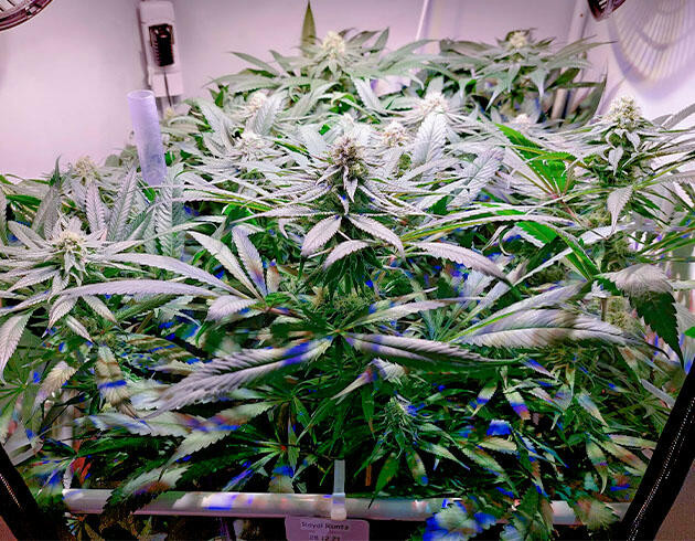 Конопля покрывается трихомами Конопля Royal Runtz в фазе активного цветения с яркими бутонами и густой листвой