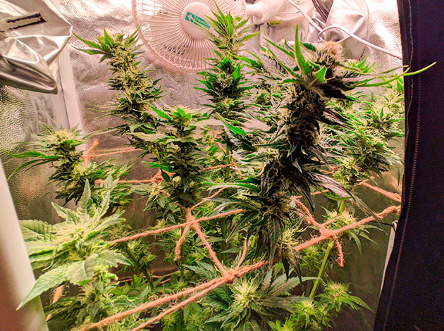 Удобрение куста Sensi Star на цветении Подкормка сорта Sensi Star на цветении