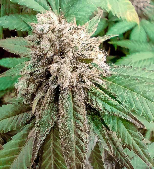 Условия в боксе и жара Подготовка к сбору урожая Годзиллы Глю 4