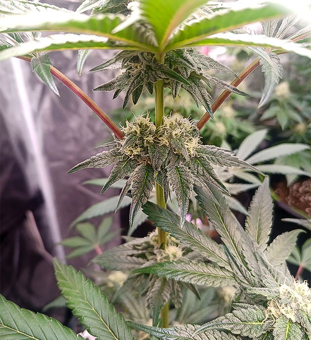 Усиление запаха и замена фильтра High Society: стабильный микроклимат