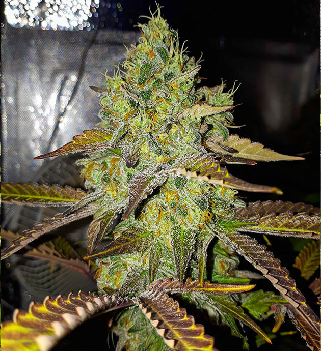 Появление янтарных трихом на 13 неделе выращивания Шишка с фиолетово-черными листьями