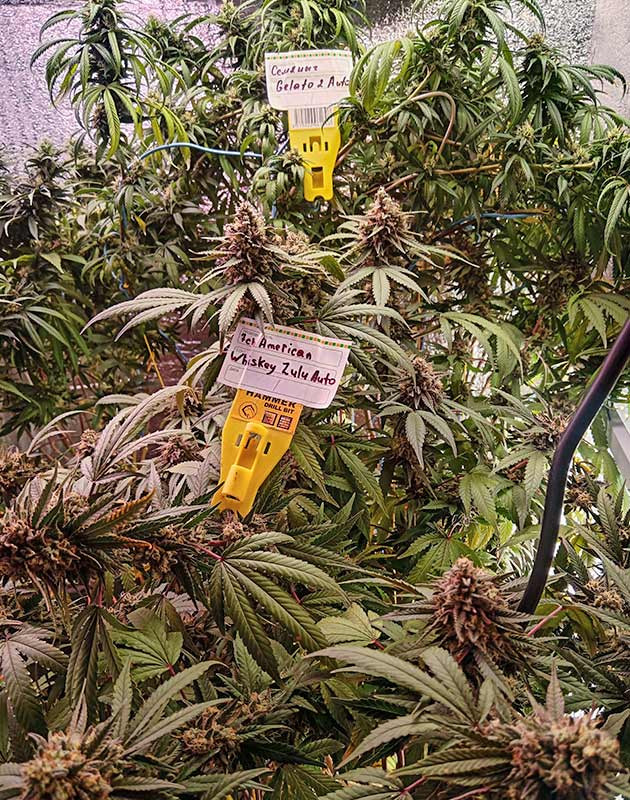 Промывка конопли Куст Whiskey Zulu Auto на 10 неделе роста