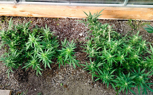 Похолодание и вредители марихуаны Кусты Grand Gorilla Purple Auto на 10 неделе развития