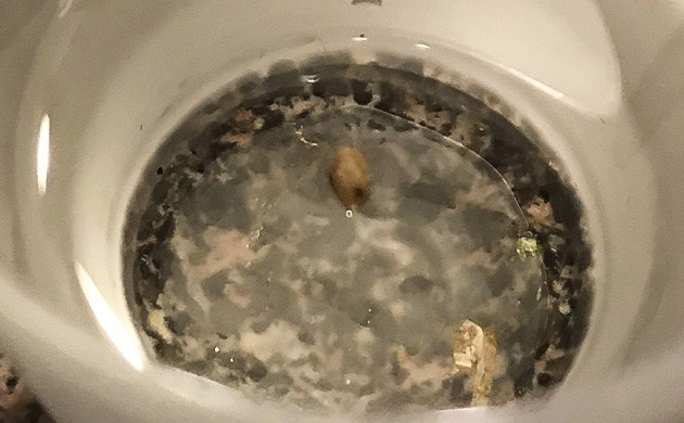 Проращивание Auto Chocolate Skunk Проращивание семян конопли Auto Chocolate Skunk