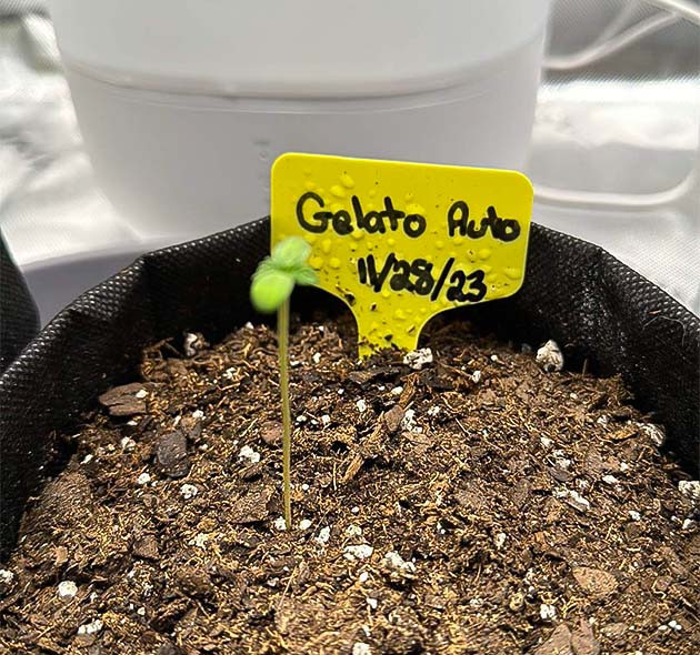 Начало грова Gelato Auto Первые дни Gelato Auto