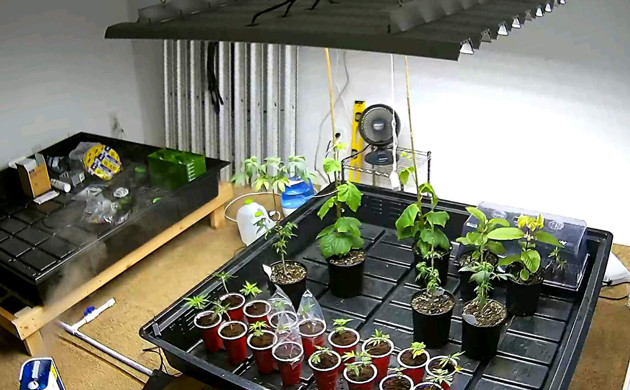 Гроурум для выращивания конопли Гроурум с растениями