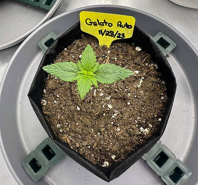 Начало вегетации Gelato Auto Полив и уход за Gelato Auto