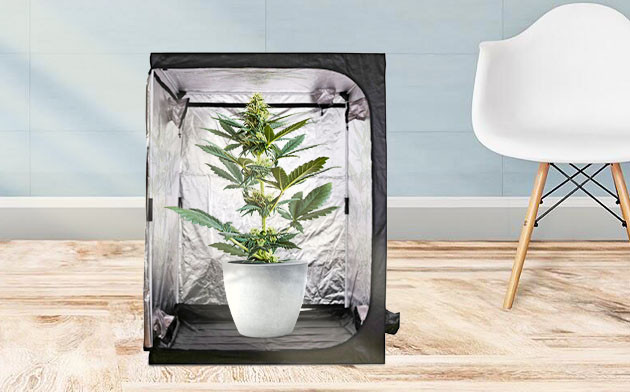 Компактные сорта конопли Куст в небольшом гроубоксе